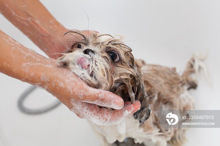 Bath of a dog Shih Tzu