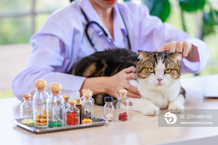 White gray tabby cute little fat short hair purebred kitten pussycat companion laying lying down resting relaxing on table while unrecognizable female veterinary with stethoscope in uniform checkup