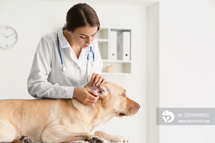 Veterinarian examining cute dog in clinic