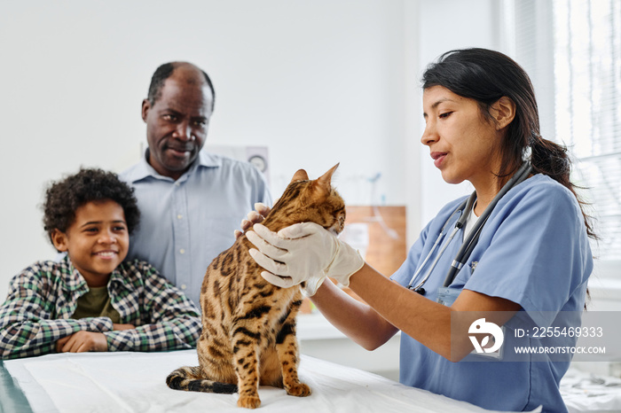 Joyful African American man and his son watching Hispanic doctor palpating their bengal cat during medical check-up