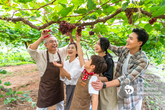 全家人在果园采摘葡萄