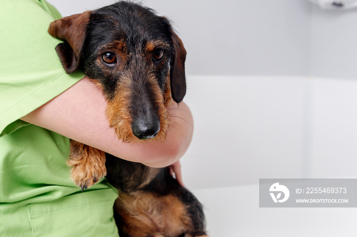 Dachshund breed dog scared and afraid in the arms of a female veterinary doctor before an intervention.