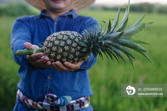 Closeup farmer hands hold organic pineapple fruit. Concept : Agriculture crop in Thailand. Thai farmers grow pineapple to sell,eat in family or share to neighbor. seasonal fruits.