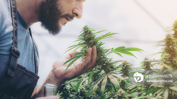 Portrait of a scientist examining, smelling hemp plants in a greenhouse. Concept of alternative herbal medicine, CBD oil, pharmaceutical industry