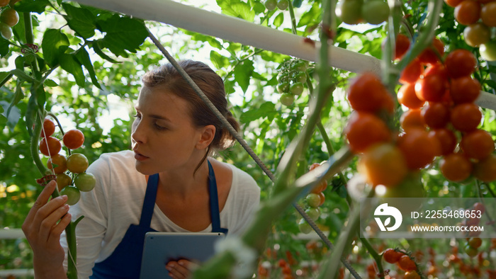 Farmland worker checking quality of tomato plants in greenhouse with tablet