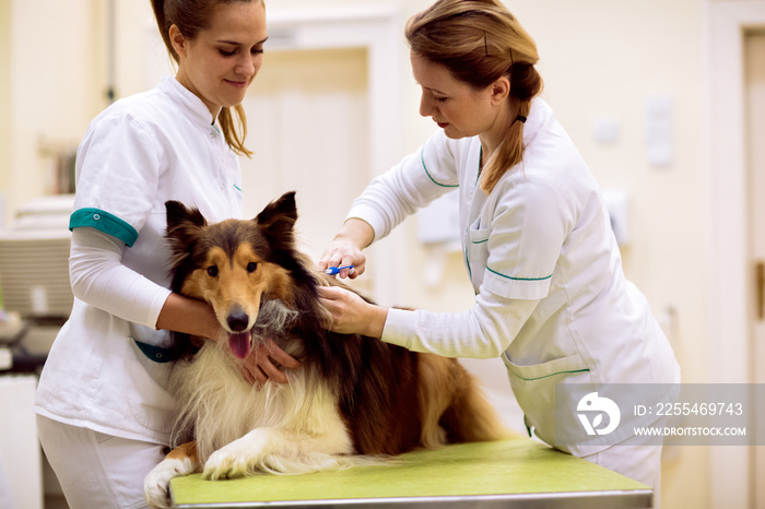 Veterinarian puts chip with dog’s information to his neck