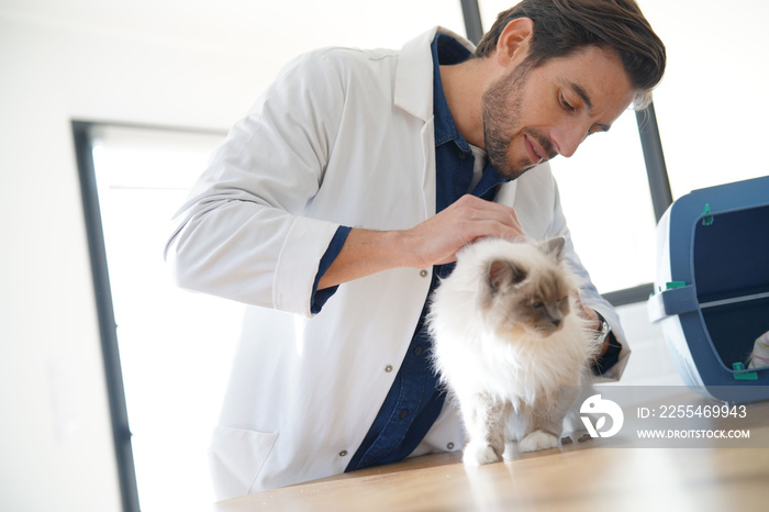 Handsome vet looking at beautiful cat in vetinarian clinic