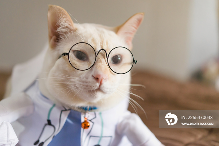 Portrait of cute white cat dressed up in doctor,veterinary concept.