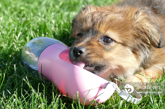 Perro cachorro bebiendo agua de un dispensador rosa