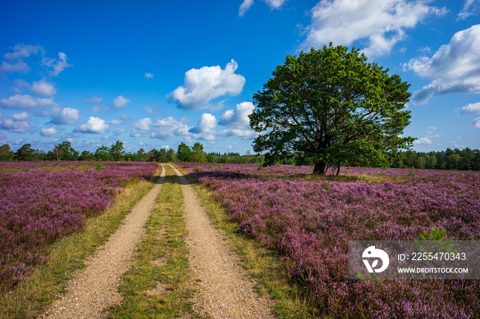 Lüneburger Heide  - Heidschnuckenweg