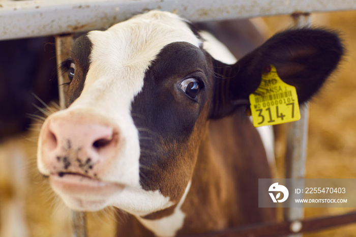 Face of cute black and white cow with number in ear on farm