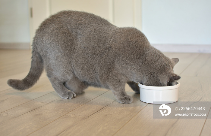 A thick British shorthair cat eats dry food from a white bowl.