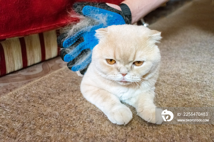 A man’s hand in grooming rubber blue glove combs fluffy Scottish fold cream cat. Pet owner removing cat hairs with grooming glove. Selective focus