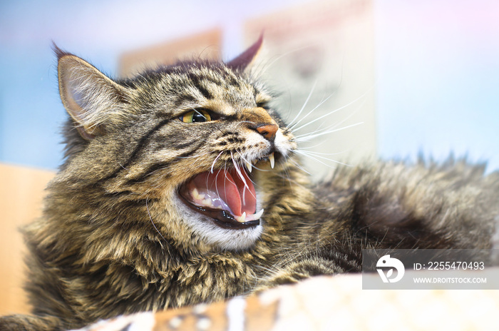 Aggressive, angry, mad, unpredictable cat. Protects against a predator attack. Blur bokeh background