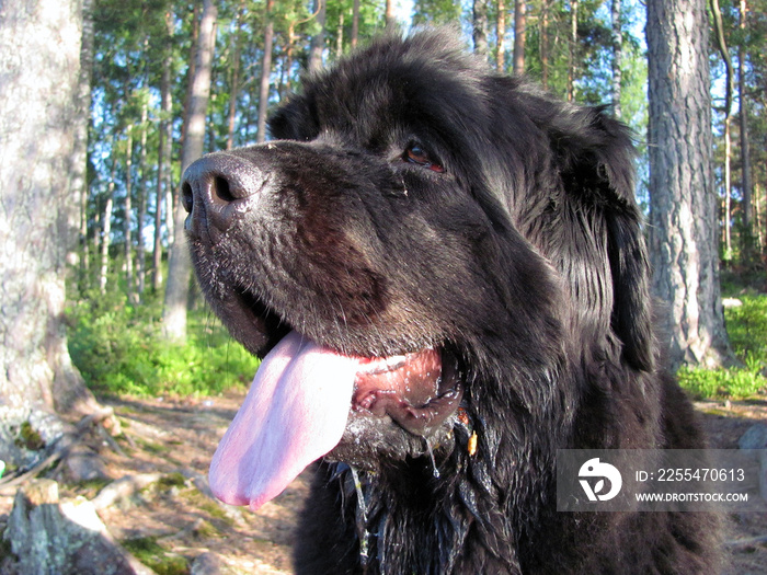 Newfoundland dog head close up with tongue out.