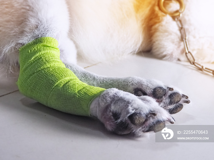 Dog leg wrapped with bandage,protect from danger and treatment animal