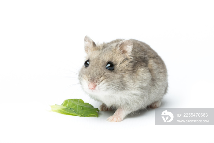 Djungarian hamster or Siberian dwarf on a white background. Latin name Phodopus sungorus. Concept most popular pets.