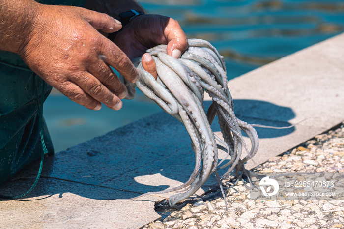 Fisherman slamming and softening with hand a big raw fresh octopus on the pier of the port of Bari, Puglia, Italy