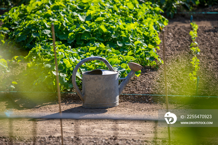 Arrosoir dans un jardin potager au printemps.