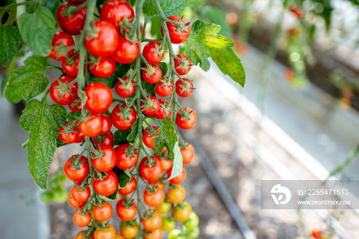 Branch with lots of growing cherry tomatoes on the organic plantation, close-up view