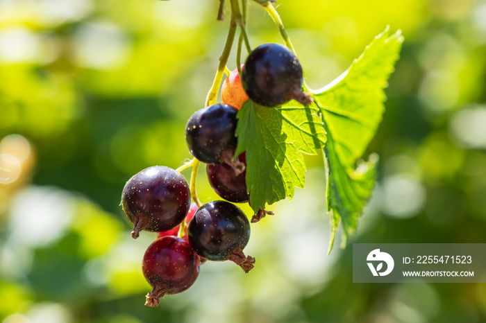 Bush of black currant with ripe bunches of berries and leaves on blurred natural green background.