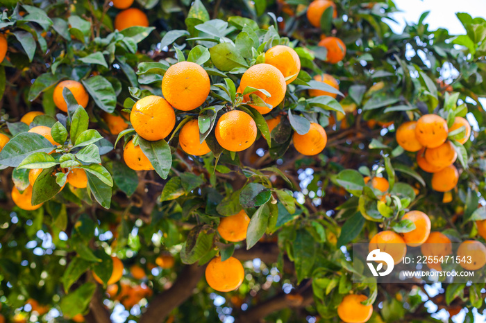 Orange Fruits. Orange garden. Oranges on the plant.