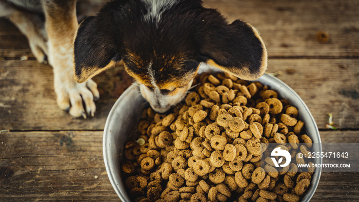 croquetas dog food with puppy