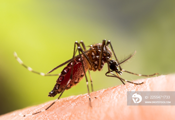 Aedes aegypti Mosquito. Close up a Mosquito sucking human blood,