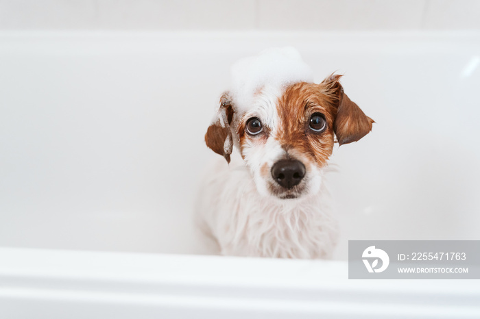 cute lovely small dog wet in bathtub, clean dog with funny foam soap on head. Pets indoors