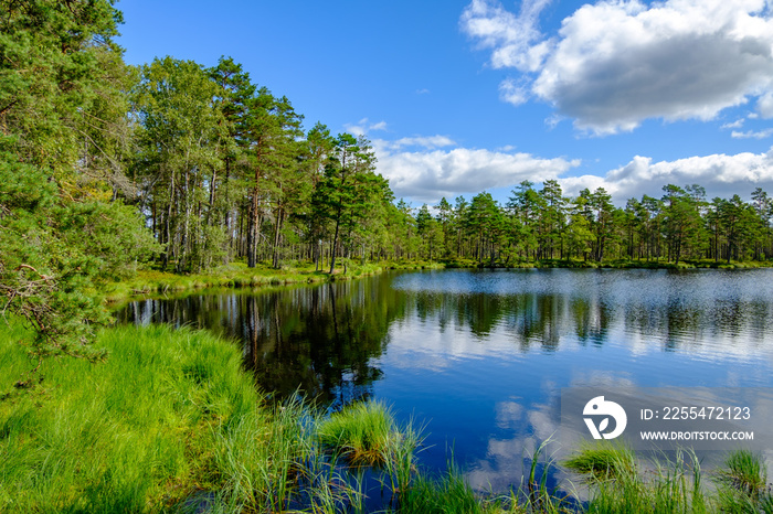 panoramic view of a lake in the swedish nature reserve dumme mosse near jönköping