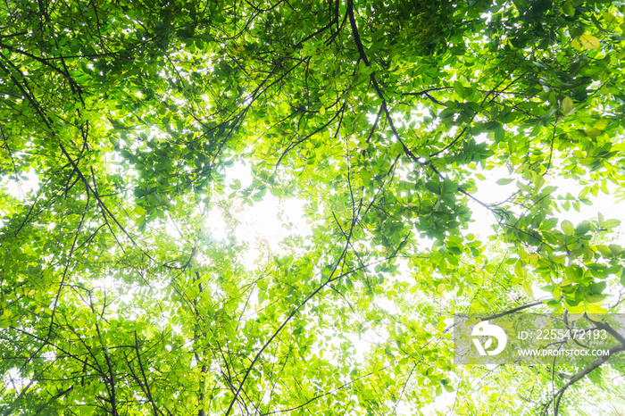 beautiful green trees forest with sunlight backgrounds.