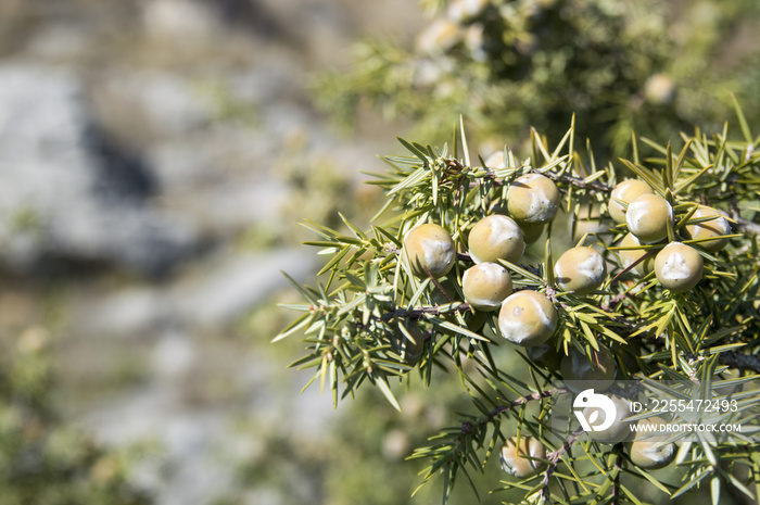 Juniperus oxycedrus Prickly juniper, prickly cedar, cade juniper or cade