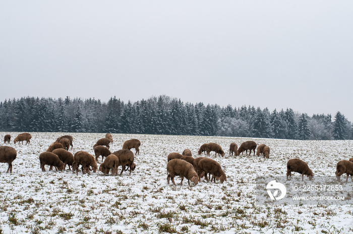 grazing sheep on a snowy meadow in winter