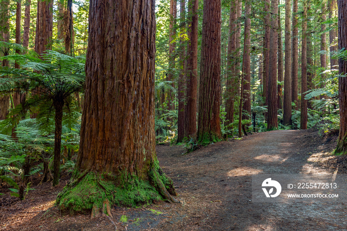 New Zealand. Rotorua. Whakarewarewa Forest - The Reedwoods (Californian Redwoods). Selective focus in the foreground