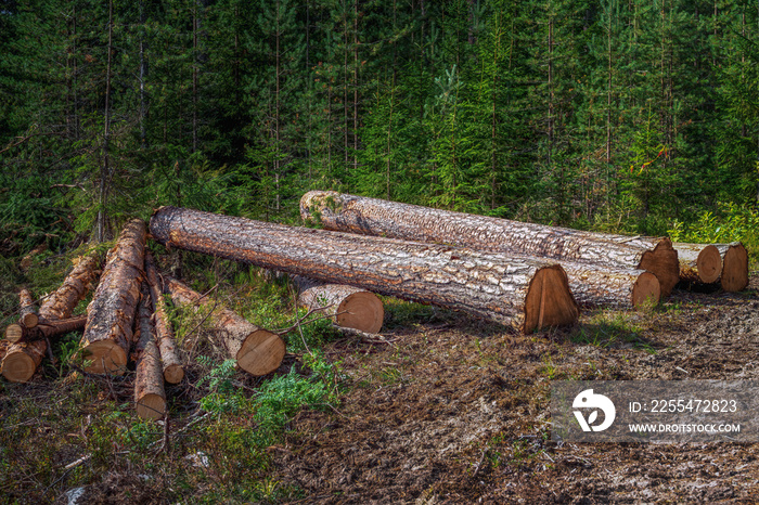 Forest pine and spruce trees. Log trunks pile, the logging timber wood industry, panorama wooden trunks.