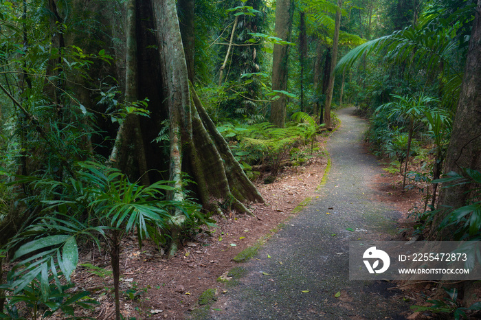 Dorrigo National Park