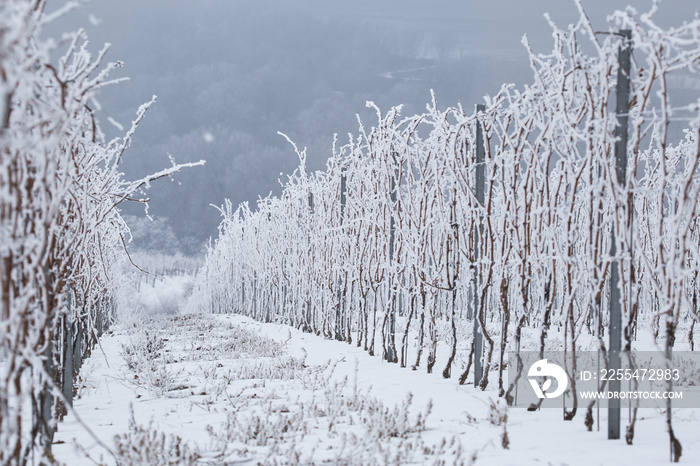 Hoarfrost icing frosting in Slovakia vineyard