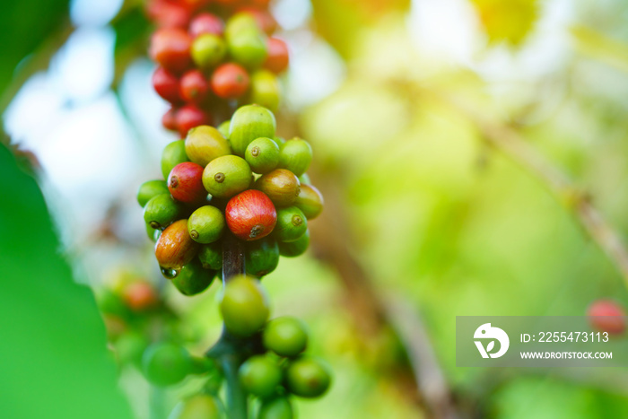 Robusta coffee farm and plantation on the south mountain of Thailand.