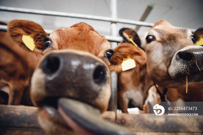 Portrait of red hairy jersey smile cow funny face, big ears showing tongue