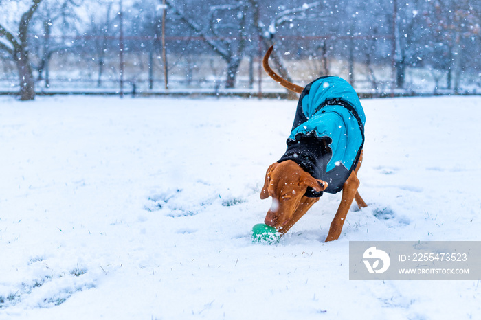 Beautiful vizsla dog wearing blue winter coat enjoying snowy day outdoors.