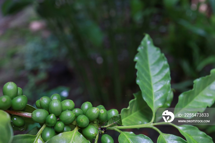 organic arabica green coffee beans  brance tree in farm.green Robusta and arabica  coffee berries by agriculturist hands,Worker Harvest arabica coffee berries on its branch, agriculture concept.