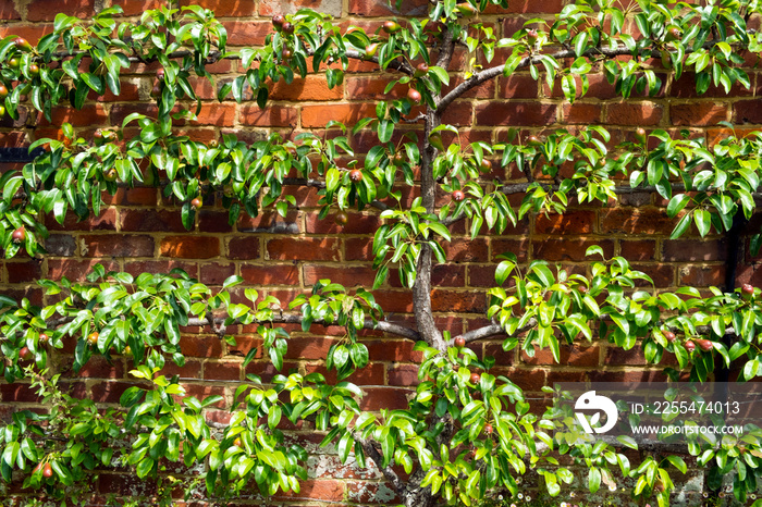 Espalier trained pear tree with young fruit on a brick wall in summer sunshine