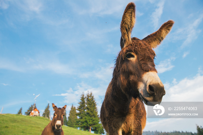 Picture of a funny donkey at sunset.