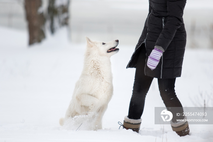 white Swiss Shepherd on a winter walk