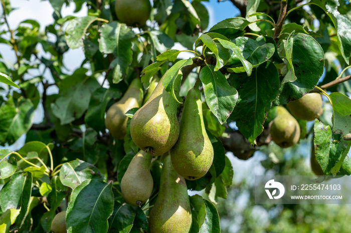 Green organic orchards with rows of conference pear trees with ripening fruits in summer