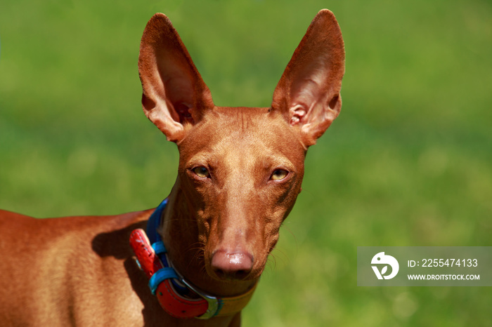 The Pharaoh Hound