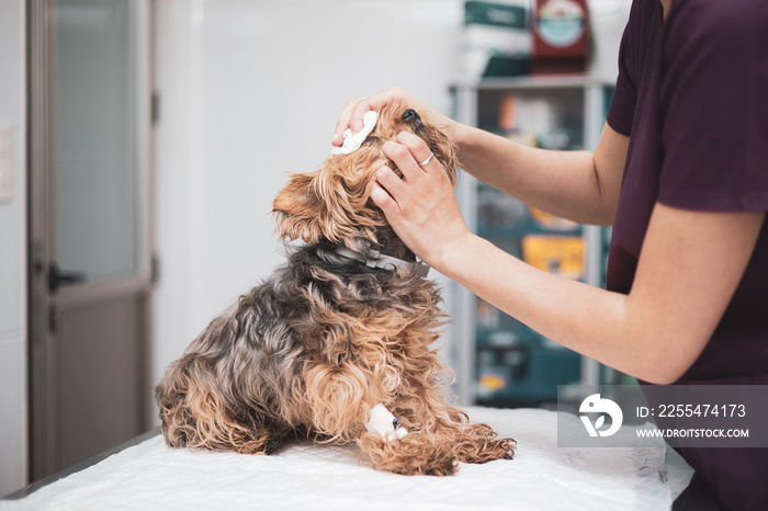 The procedure for cleaning the dog’s eyes. A woman’s hand with a cotton swab. animal care concept.