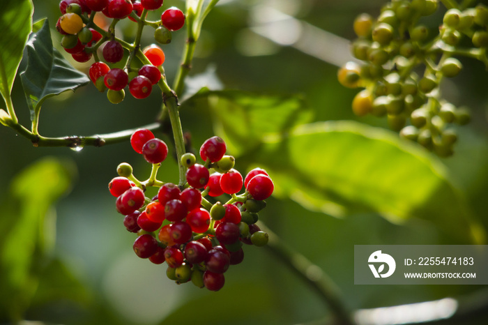 Chacrona plant, or ’Psychotria viridis’, one of the Ayahuasca plants. Closeup with beautiful light. Florianópolis, Santa Catarina / Brazil