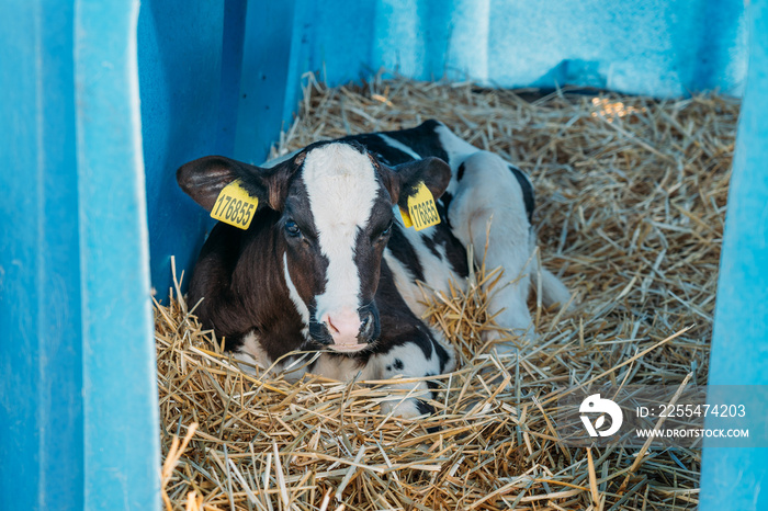 Young cute calf in box or calf-houses at dairy farm. Breeding cattle for production of dairy or milk products.