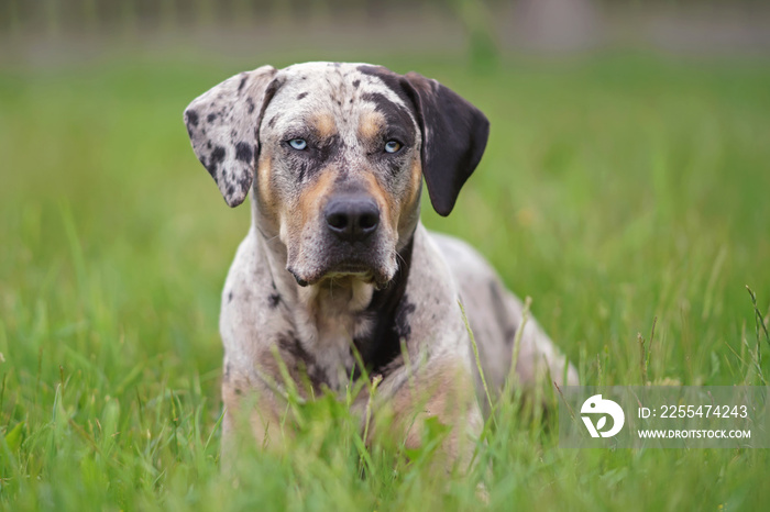 Gray leopard (slate merle) Louisiana Catahoula Leopard dog posing outdoors lying down in a green grass in summer